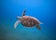 Turtle Point