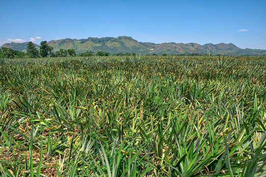 Private Tour to Dahilayan Forest Park & Nature Spots in Bukidnon Province from Cagayan de Oro City