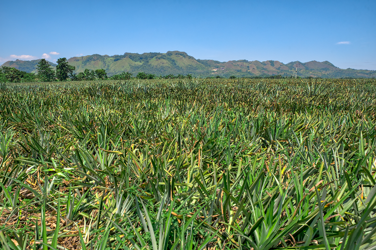 A view of the iconic Del Monte Pineapple Plantation in Bukidnon Province near Cagayan de Oro City.