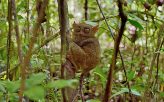 Philippine Tarsier