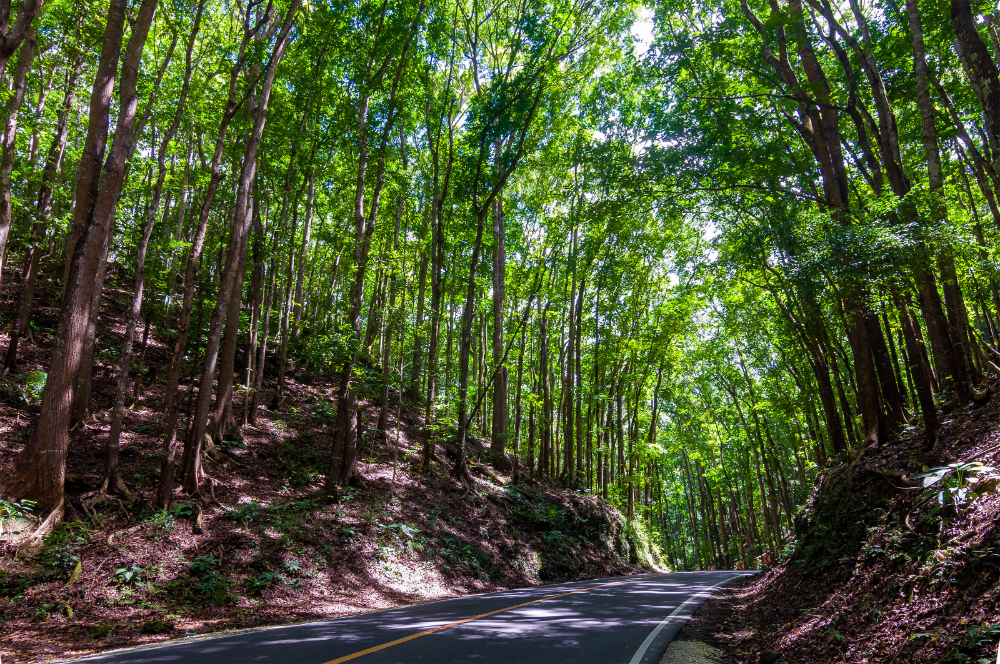 Private Tour to Bohol Island's Chocolate Hills, Tarsier Sanctuary & Bee Farm with River Boat Cruise