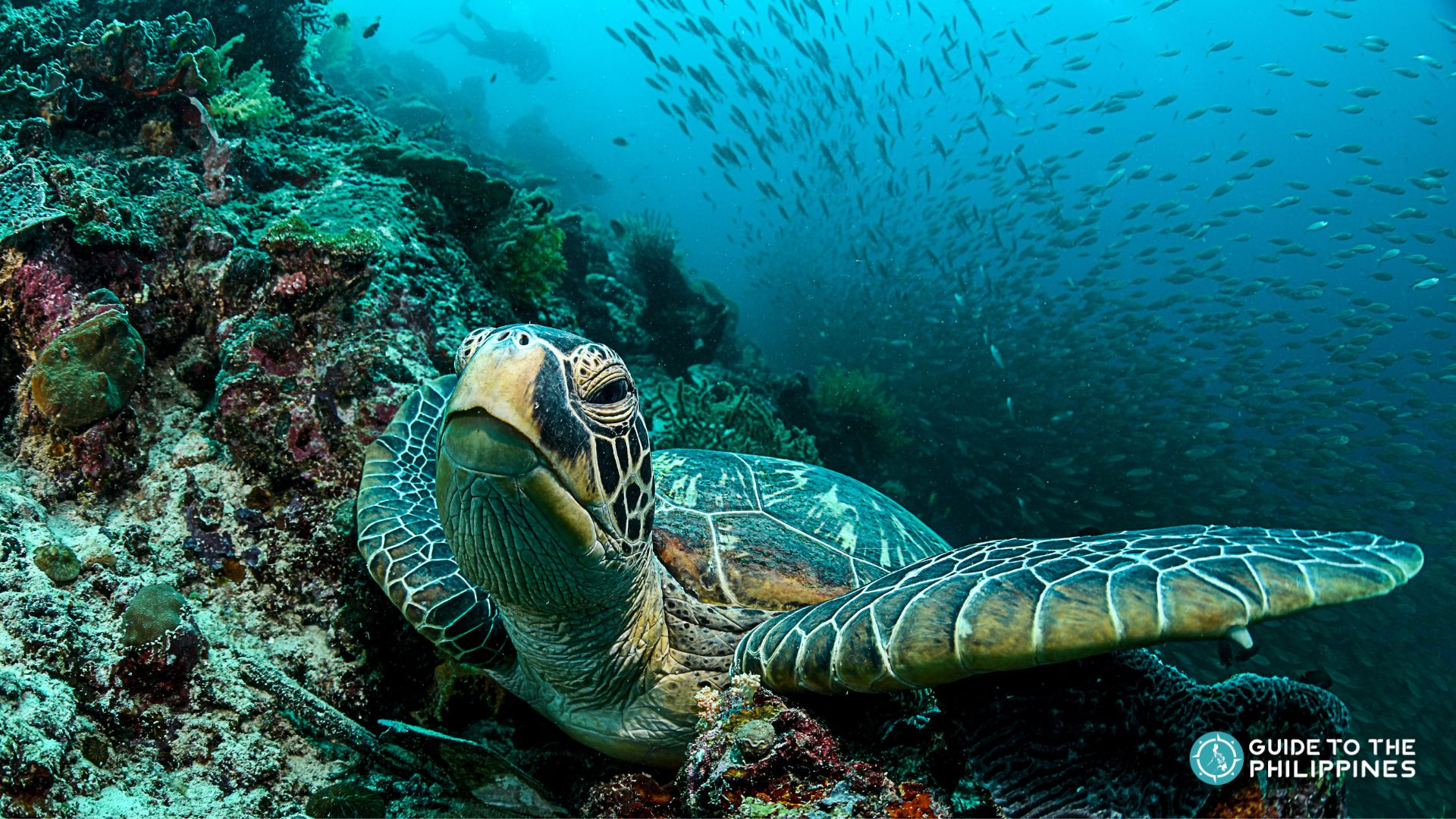 Diving in Cebu Island