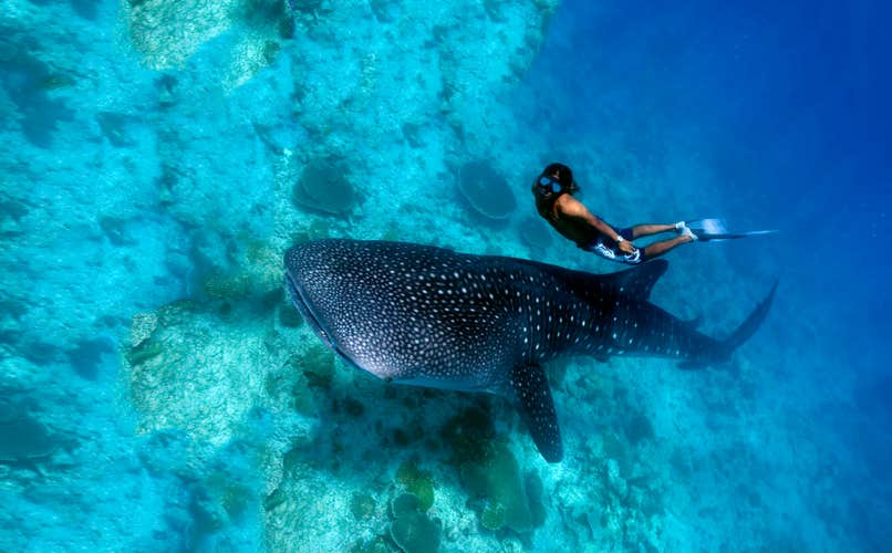 Oslob Whale Shark Watching Tour