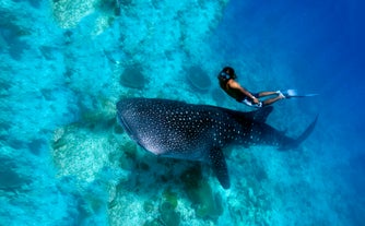 Oslob Whale Shark Watching Tour