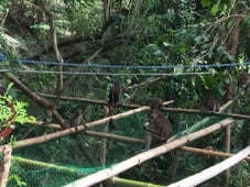 Oslob Wild Monkey Viewing