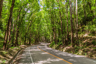 Billar Man Made Forest in Bohol