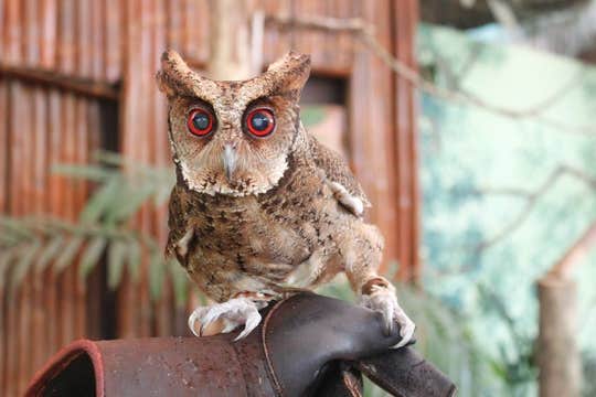 Day Pass to Ocean Adventure Marine Park in Subic Bay