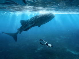 Oslob Cebu Whale Shark Watching