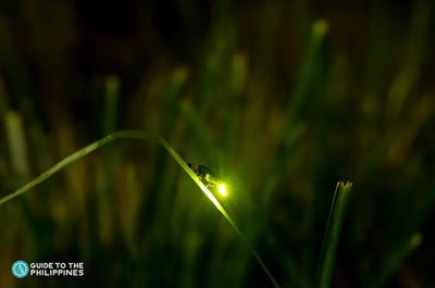 Malcapuya Island in Coron Town, Palawan