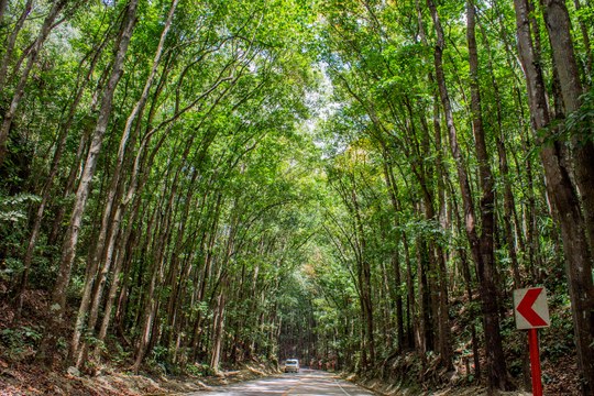 薄荷至宿雾 1 周菲律宾最佳乡村和岛屿行程游览套餐 | 马尼拉出发
