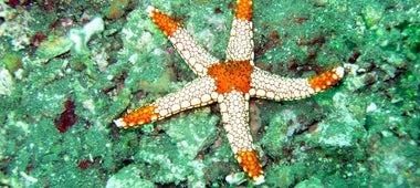 Starfish Sanctuary