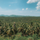 Coconut Plantation View Point