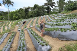 Mayana Strawberry Farm