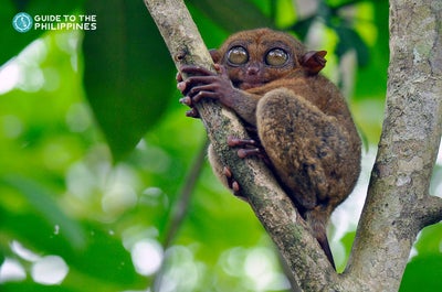 Tarsier Sanctuary