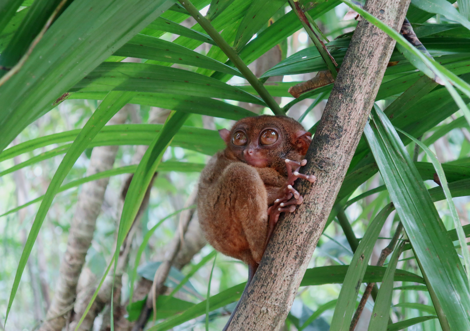 Tarsier Sanctuary