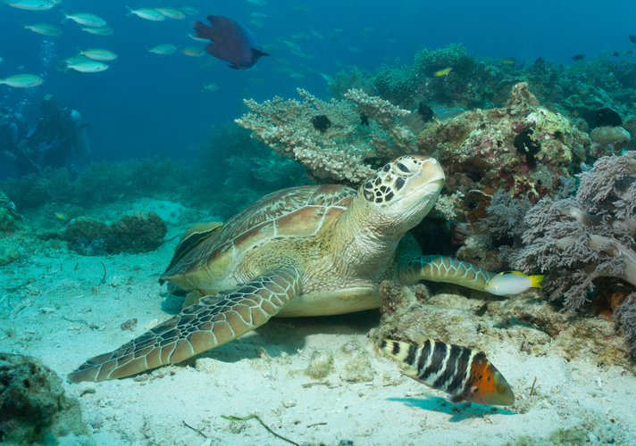 Breathtaking 8-Day Bohol Island Beaches & Nature Tour Package from Manila City