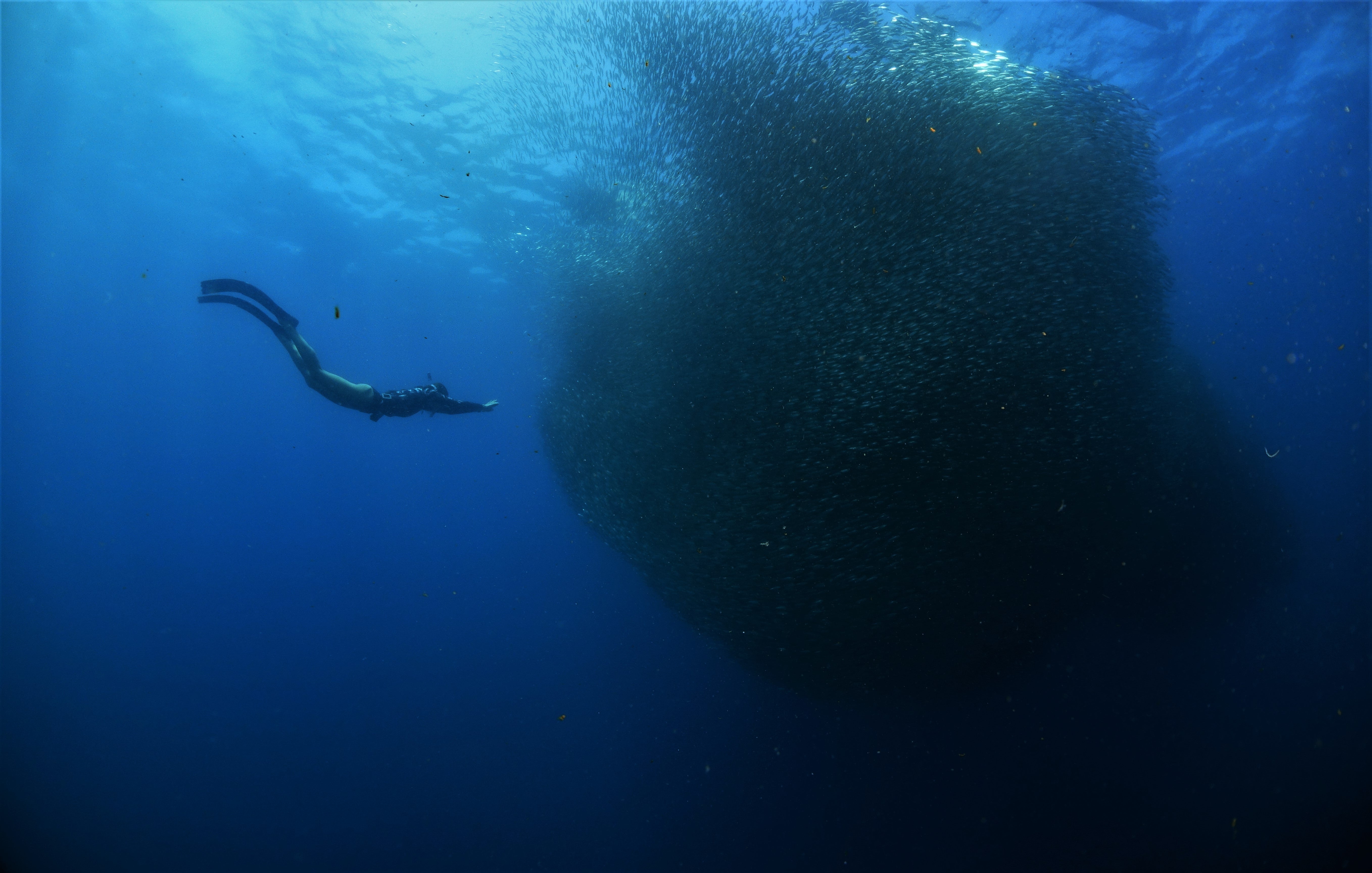 Sardine run in Moalboal town, Cebu Island