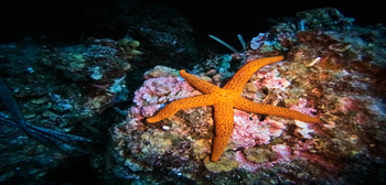 Nonoy Starfish Island