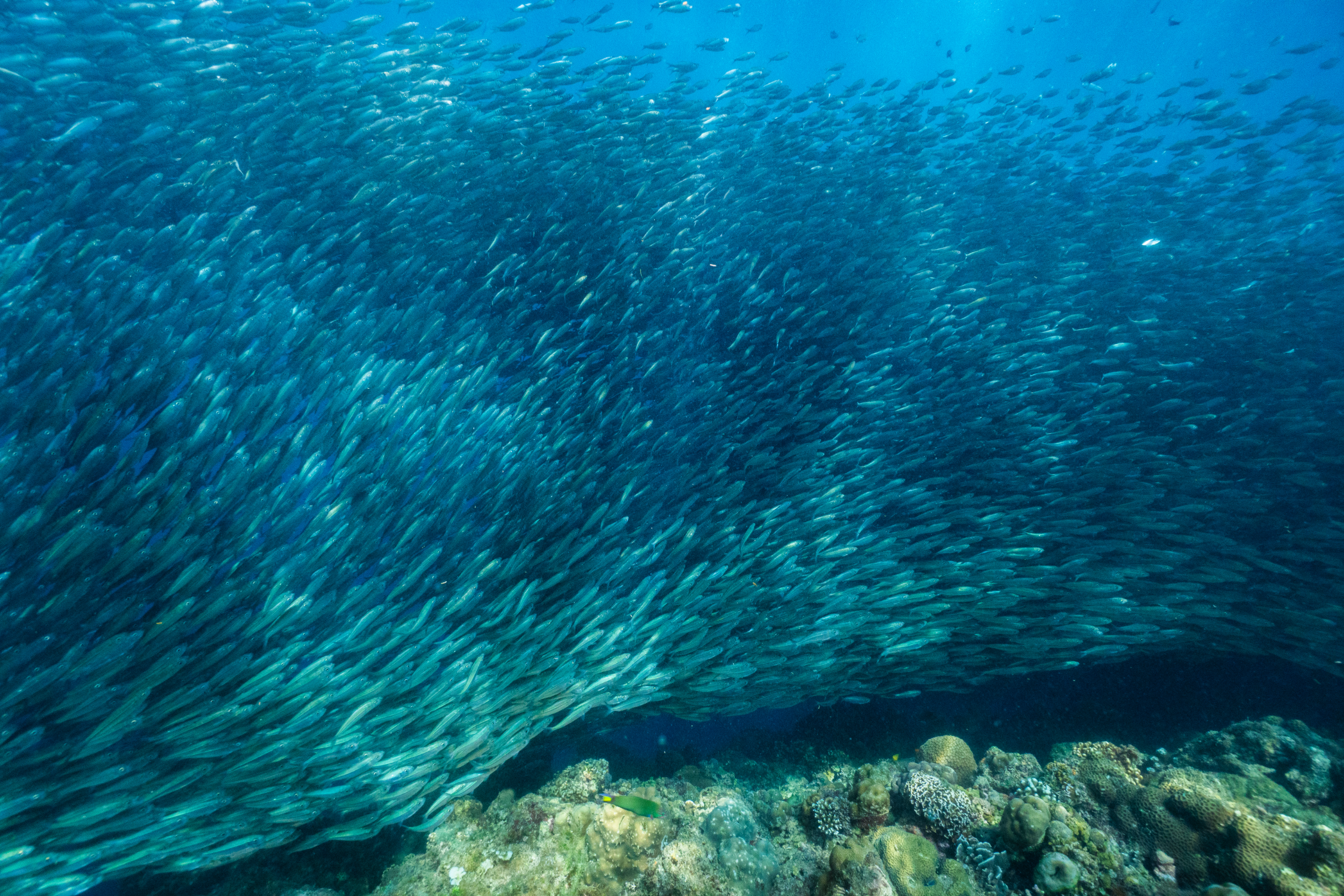 Witness thousands of sardines move in unison during an unforgettable snorkeling experience in Moalboal town.