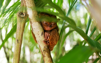 Philippine Tarsier Sanctuary in Corella Bohol