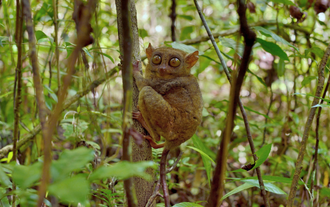 This Bohol Island tour package with airfare and accommodation will let you see the adorable Philippine tarsiers