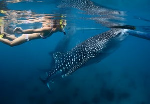 Cebu Oslob Whale Shark Watching Tour with Transfers from Dumaguete or Sibulan & Optional Lunch