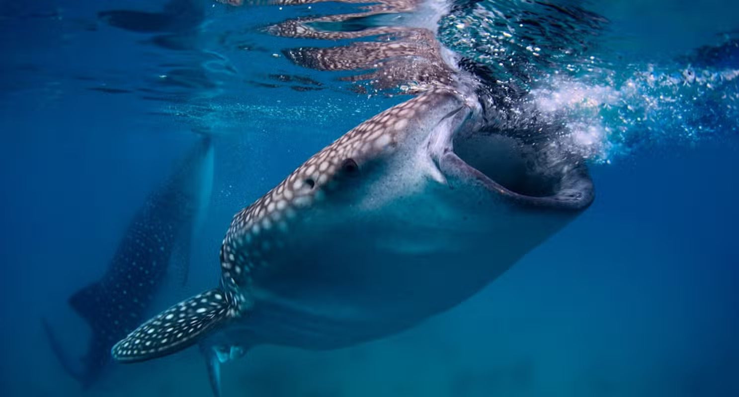 Go on a whale shark tour in Cebu Island Province
