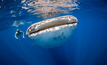 Enjoy a whale shark watching tour in Oslob town