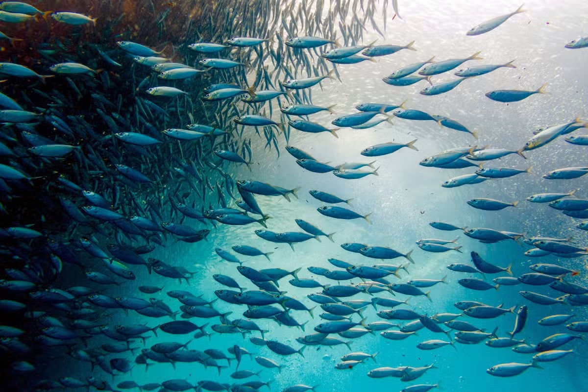 Sardine Run in Moalboal town