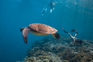 Swim with sea turtles in the waters of Pescador Island during this day trip in Cebu Province