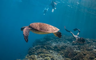 Swim with sea turtles in the waters of Pescador Island during this day trip in Cebu Province