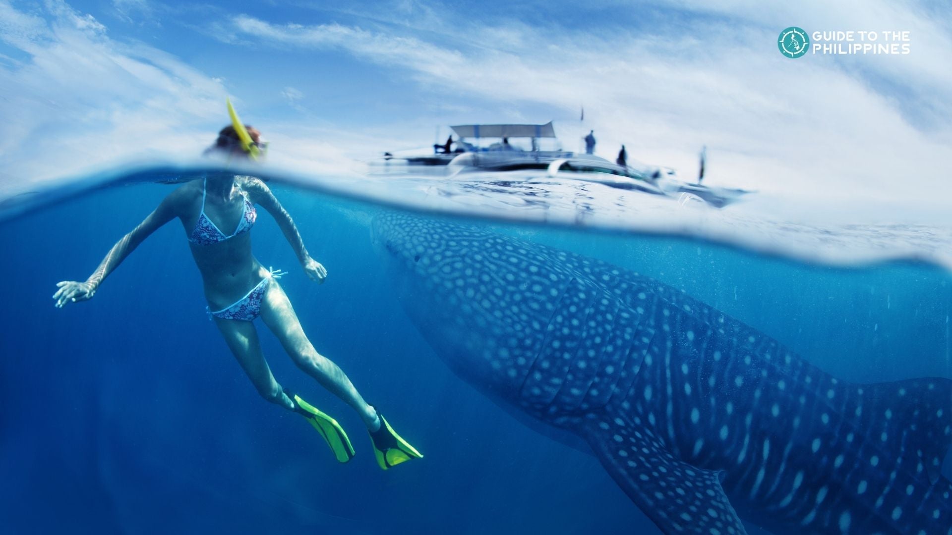 Woman swimming with a whale shark