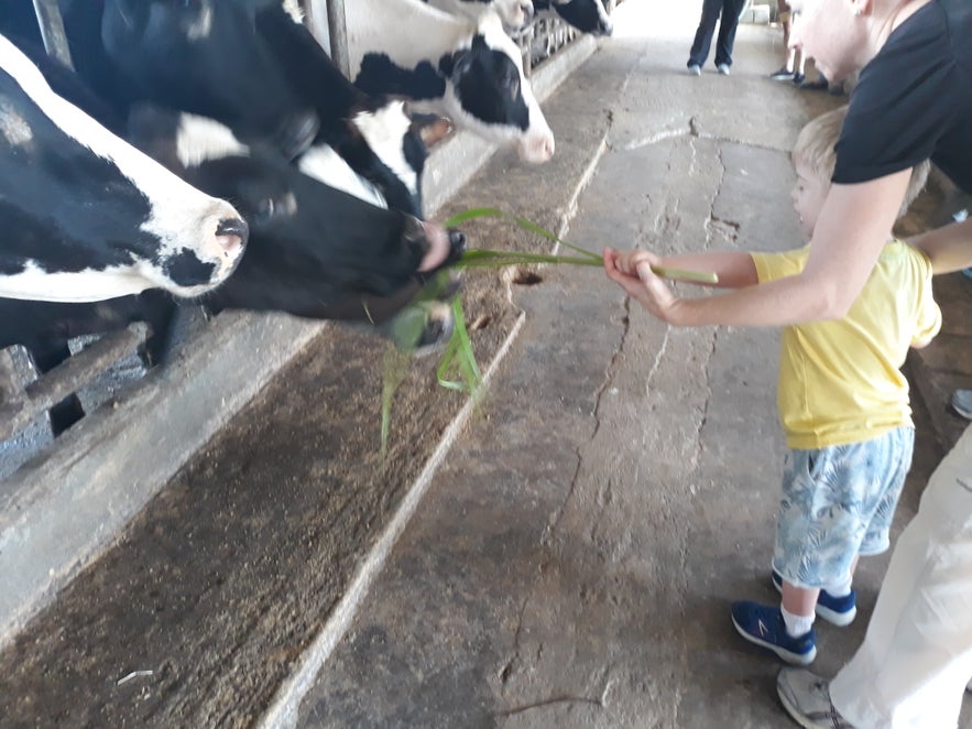 Pinkie's Farm Pinkie's Farm
