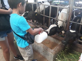 Bottle-feed baby calves during the tour at Pinkie’s Farm.