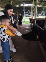 A kid bottle-feeding baby calves at Pinkie's Farm, part of the interactive tour