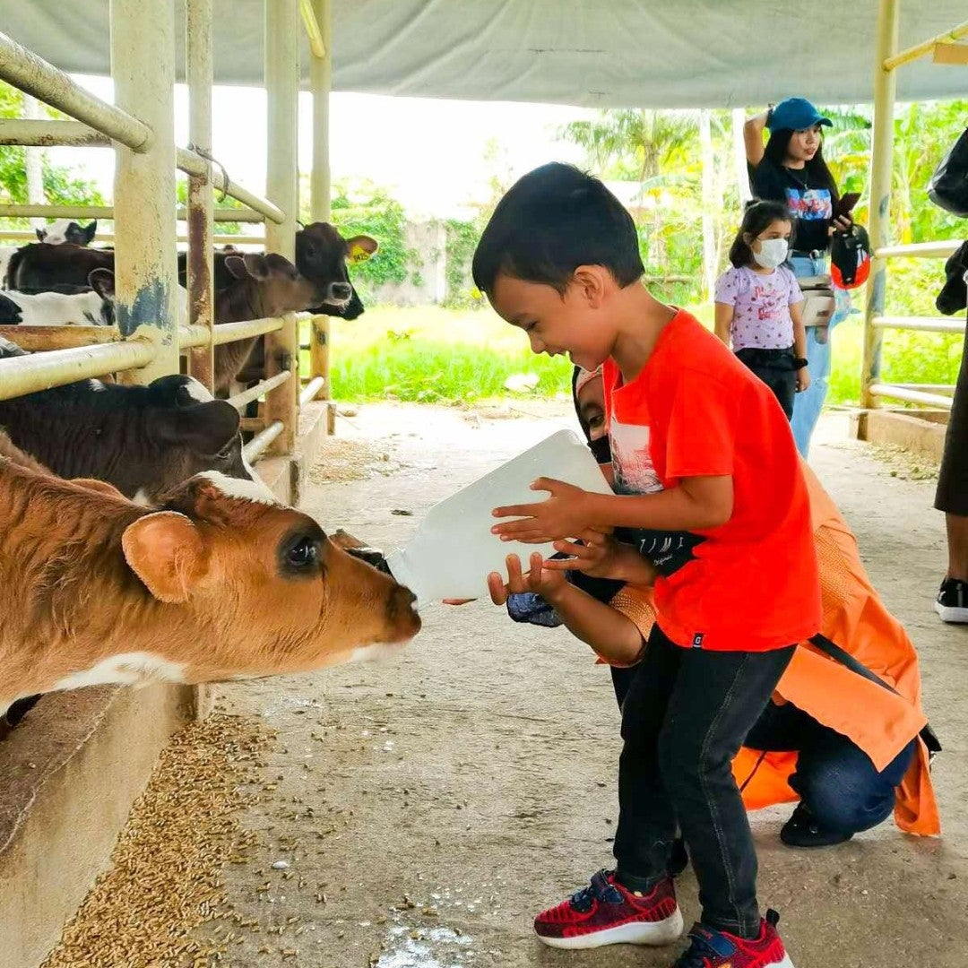 A small boy bottle-feeding a calf in Pinkie's Farm, a dairy farm in Batangas Province