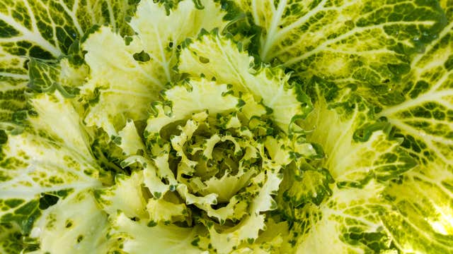 Private Atok Town Flower Farms and Nature Spots Tour in Benguet Province from Baguio City