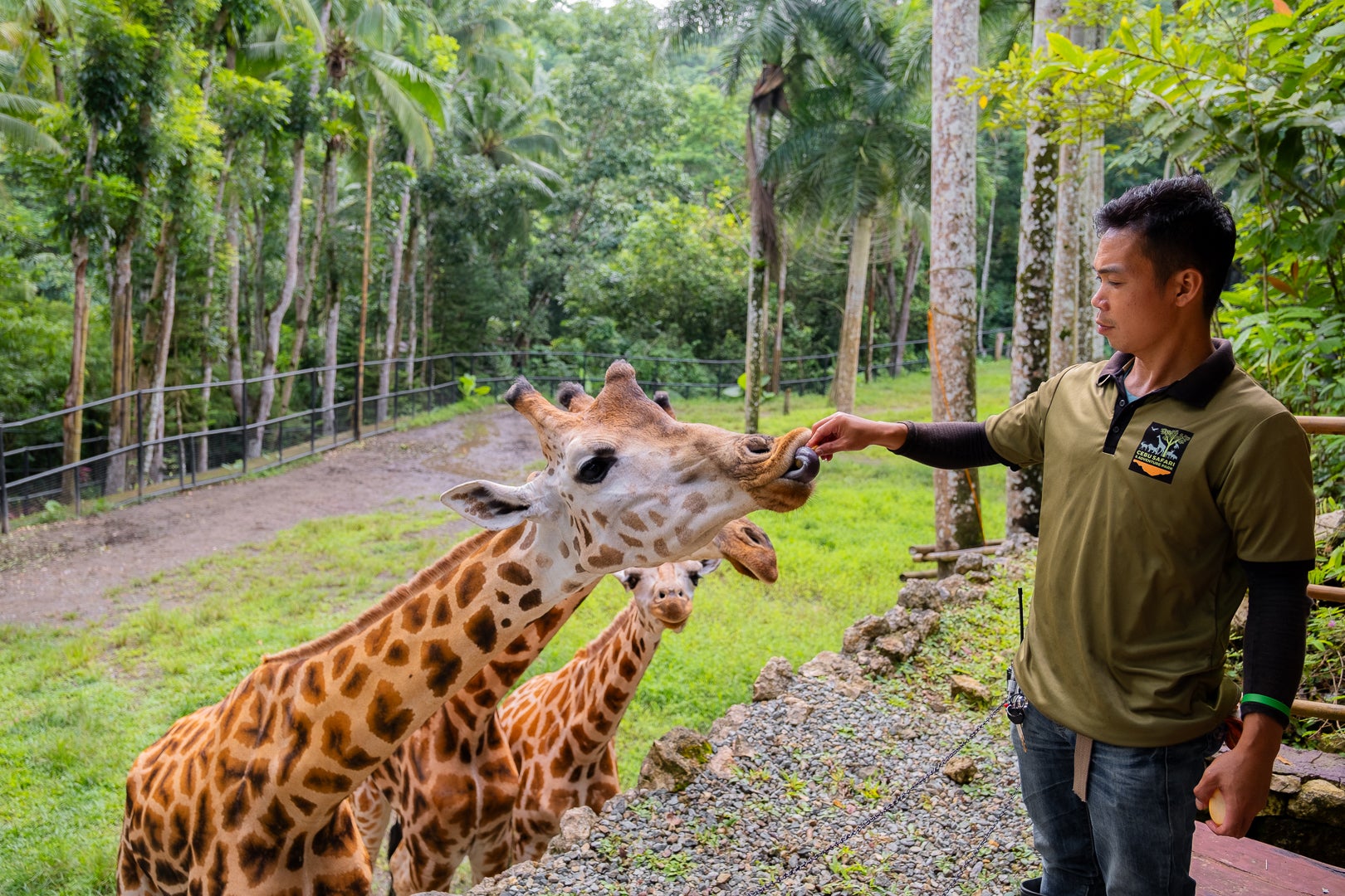 Your Cebu Safari and Adventure Park ticket comes with an opportunity to feed giraffes