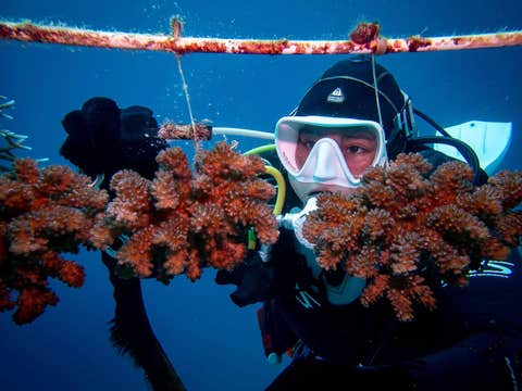 Fun Dive in Panglao Island in Bohol Province with Gear & Snacks