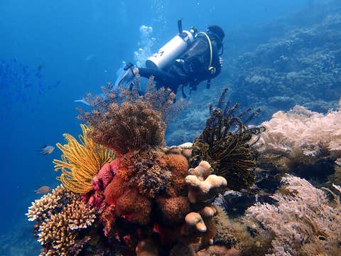 Fun Dive in Panglao Island in Bohol Province with Gear & Snacks