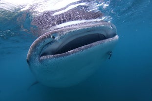 Get the opportunity to get close to whale sharks in Donsol town with this Sorsogon Province tour package