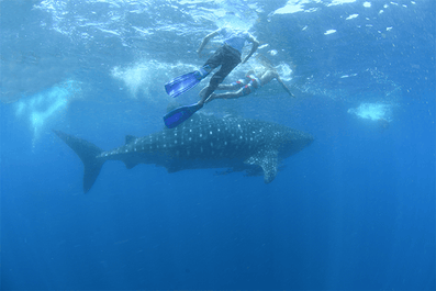 Amazing 4-Day Sorsogon Province Tour Package with Whale Shark Watching from Manila City - day 2