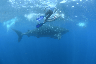 Amazing 4-Day Sorsogon Province Tour Package with Whale Shark Watching from Manila City - day 2