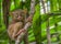 Tarsier Sanctuary in Bohol Island