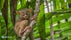 Tarsier Sanctuary in Bohol Island