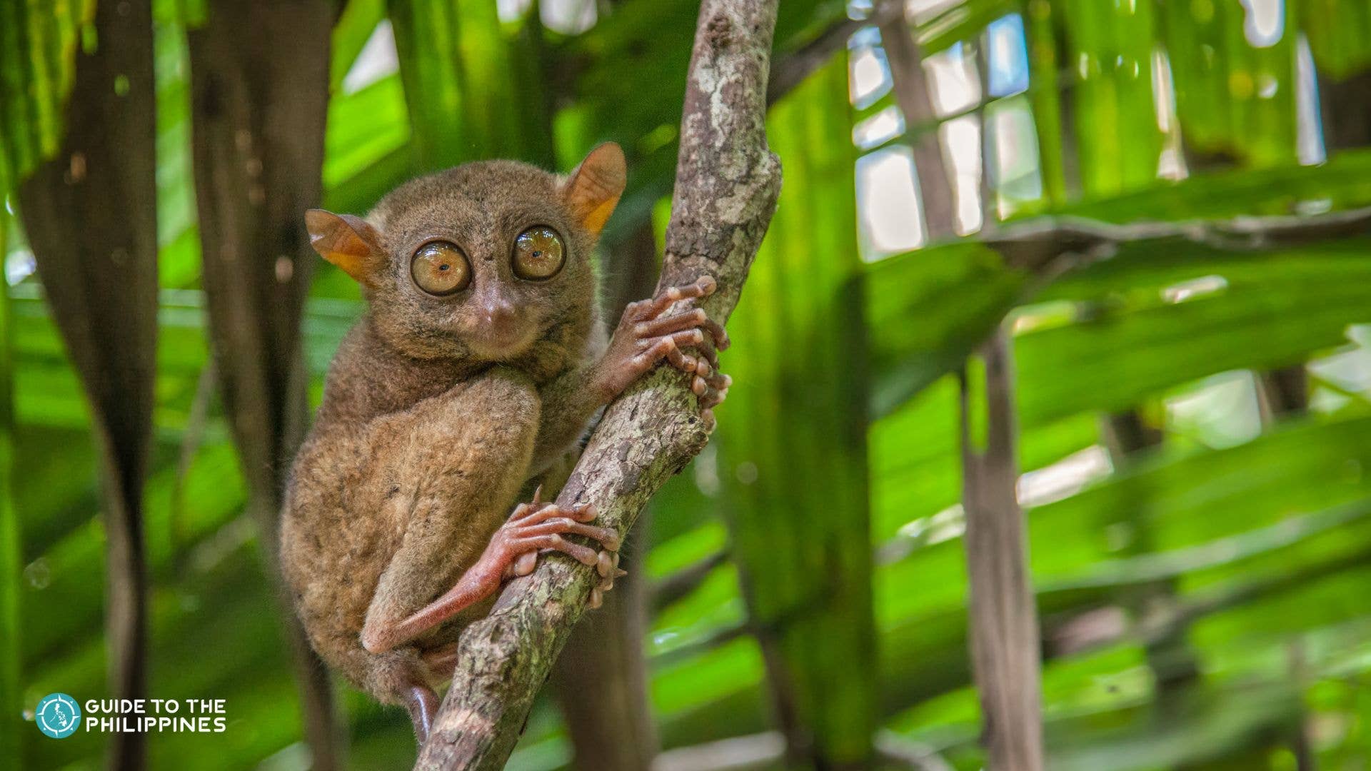 Philippine Tarsier Sanctuary