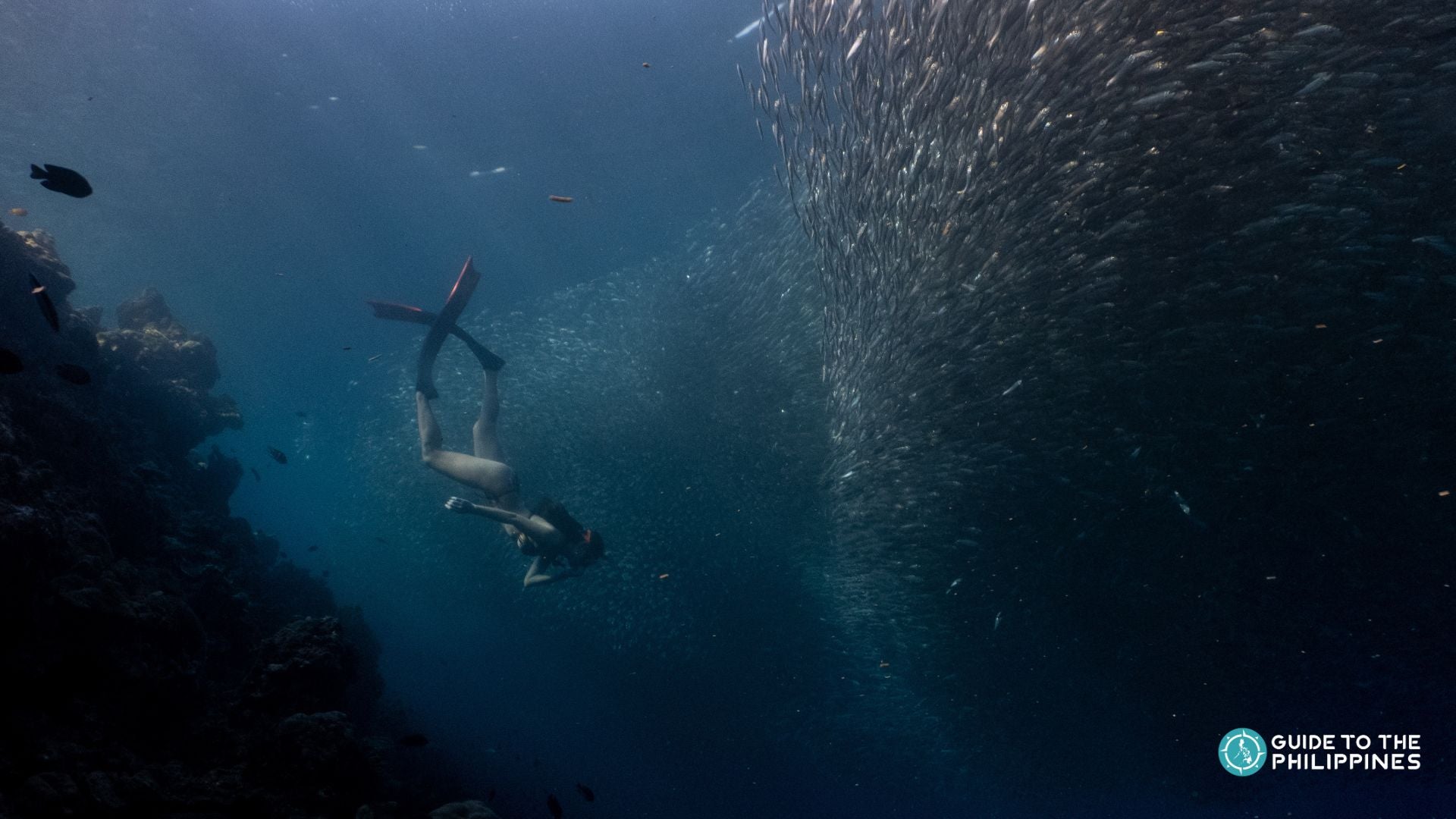 Moalboal Sardine Run