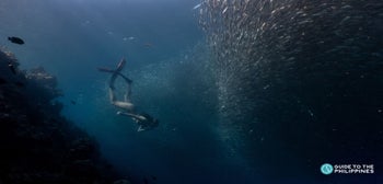 Moalboal Sardine Run