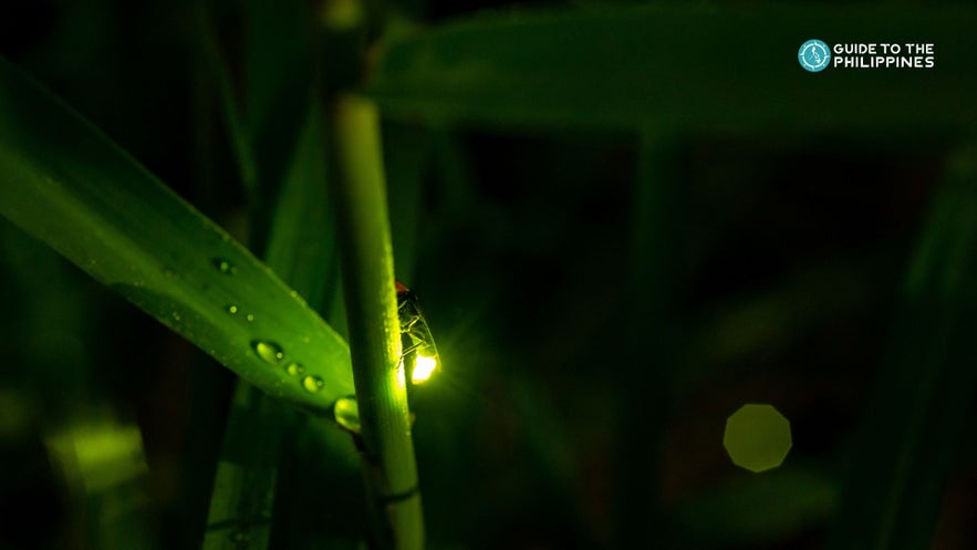 Firefly watching in Coron Firefly watching in Coron