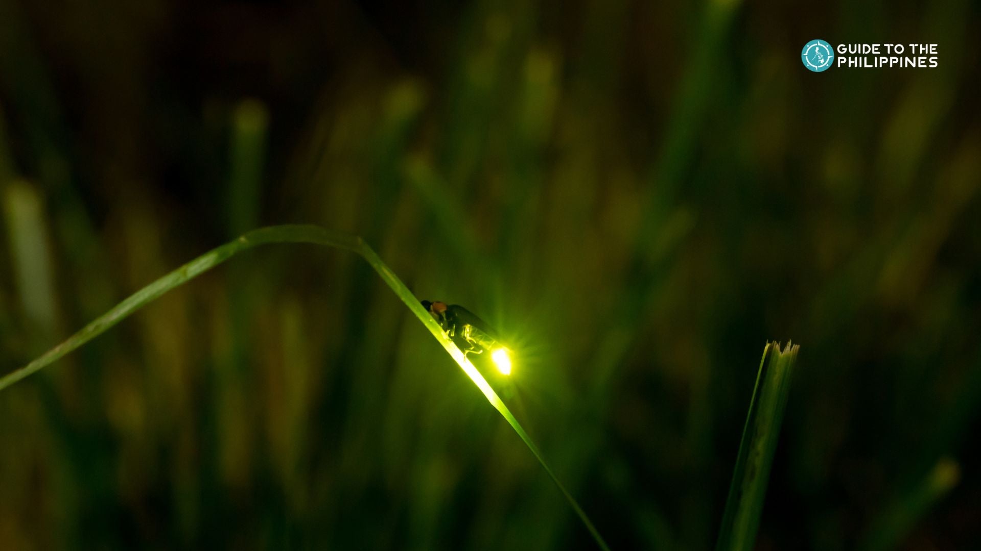 Firefly watching in Puerto Princesa